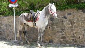 Das Pferd parkt vor dem Museum