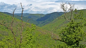 Wie viel Urwald braucht das Land?