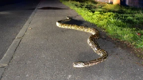 Wütender Restaurantbesucher bringt Riesenschlange ins Lokal