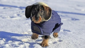 Kaiser Wilhelm und sein Dackel