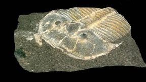 429 Millionen Jahre alte Augen in Trilobiten-Fossil entdeckt