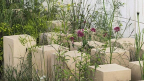 Die pflanzen uns was