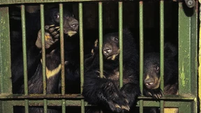 Die stillen Schreie der Gallenbären