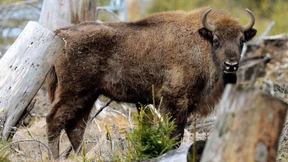 Das Wisent durchstreifte einst die Steppe 