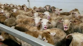 Tausende Schafe qualvoll auf australischem Frachtschiff verendet