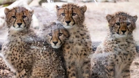 Stoff für Katzenvideos