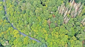 Millionen als Entschädigung für Waldbesitzer