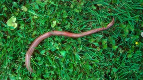 Der Regenwurm im Dürreschlaf