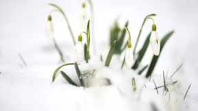 Der Frühling lässt auf sich warten