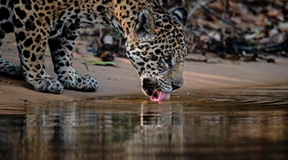 Wilder als die Löwin in Berlin
