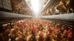 Tierquälerei-Vorwürfe in bayrischem Suppenhuhn-Schlachthof