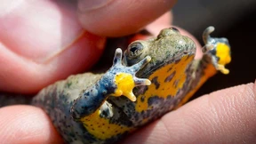 Ansiedlung im Steinbruch