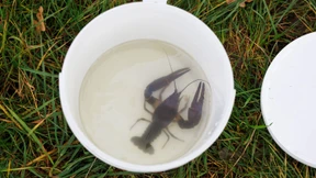 Ausrottung der Tigermücke aussichtslos