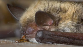 Liebe geht durch den Magen