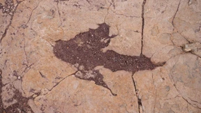 Die Straße der Dinosaurier