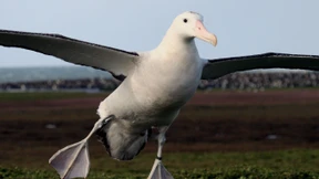 Wetterkorrekturen, Wanderalbatrosse, Wüstenbewohner