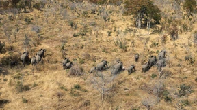 Hunderte Elefanten sterben durch Cyanobakterien