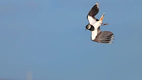 Zäune schützen die Jungvögel des Kiebitz