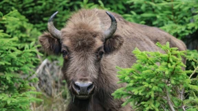 Wisent attackiert Auto