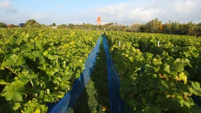 Sogar auf  Sylt wird Wein angebaut