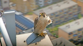 Jäger in den Hochhausschluchten