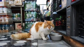 New Yorks Ladenkatzen sollen besser geschützt werden