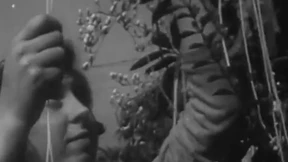 Die Spaghetti-Ernte in der Schweiz 1957