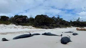 Mehr als 30 tote Grindwale entdeckt