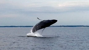  Buckelwal bereits länger in der Ostsee