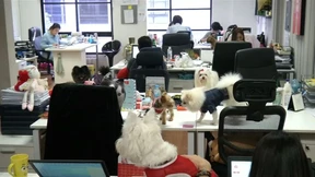 Haustier auf der Arbeit ausdrücklich erwünscht