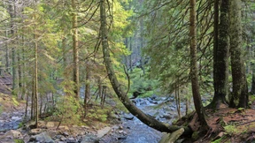 Die Natur leidet mit