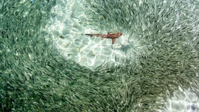 Was die Basis unserer Denkfehler ist