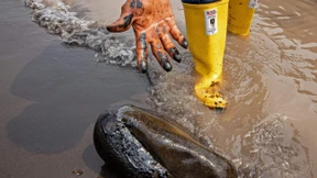 Amazonas-Regenwald in Gefahr