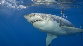 Die schauen immer in die Zukunft