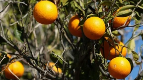 Orangensaftkonzentrat wird weltweit knapp