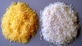 Machtkampf um den Goldenen Reis