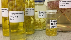 Der Speiseplan der Zukunft