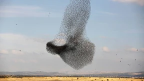 Flug in atemberaubenden Formationen