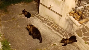 Italien sorgt sich um Nachwuchs von erschossener Bärin