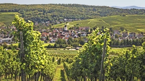 Wo der Wein wächst, trotz allem