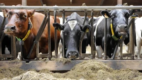 Bauernverband gegen Stromleitungs-Ausbauplan