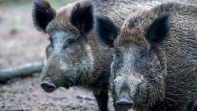 Schweinepest in Belgien schlägt Alarm