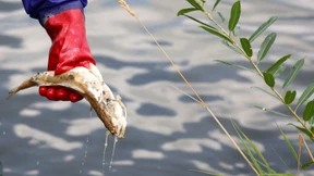 Die toten Fische machen Polens Regierung zu schaffen
