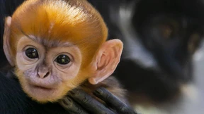 Seltenes Äffchen im Zoo in Sydney geboren