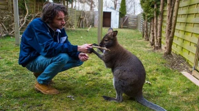 Streit um Familien-Känguru in Bergen
