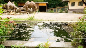 Offene Fragen zum ertrunkenen Zweijährigem im Frankfurter Zoo