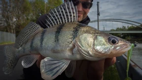 Neuer Raubfisch verbreitet sich in Norddeutschland