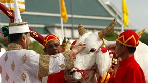 Heilige Ochsen verheißen reiche Ernte 