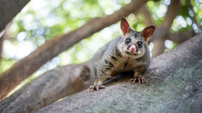 Possum hält in Neuseeland Frau „als Geisel“