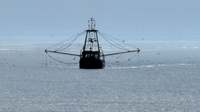 Frischer Fisch auf dem Verhandlungstisch